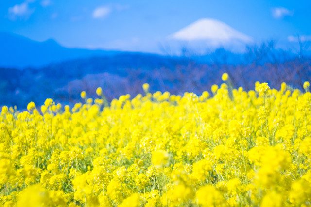 二宮町「菜の花の記憶」